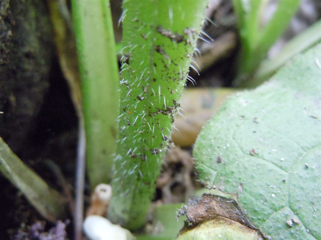 Symphytum bulbosum